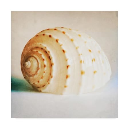 Tom Quartermaine 'Antique Shell' Canvas Art,24x24